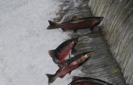 Issaquah Salmon