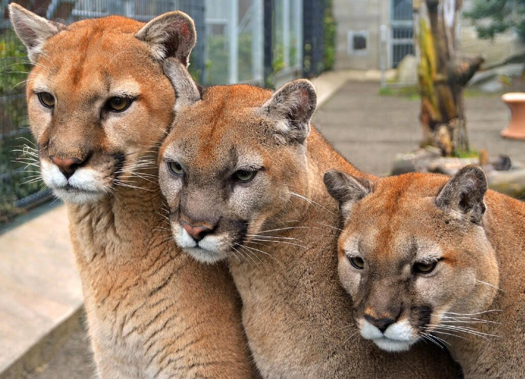 Cougar Mountain Zoo three cougars