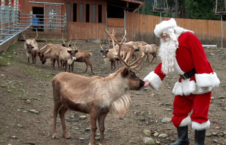 Cougar Mountain Zoo santa reindeer