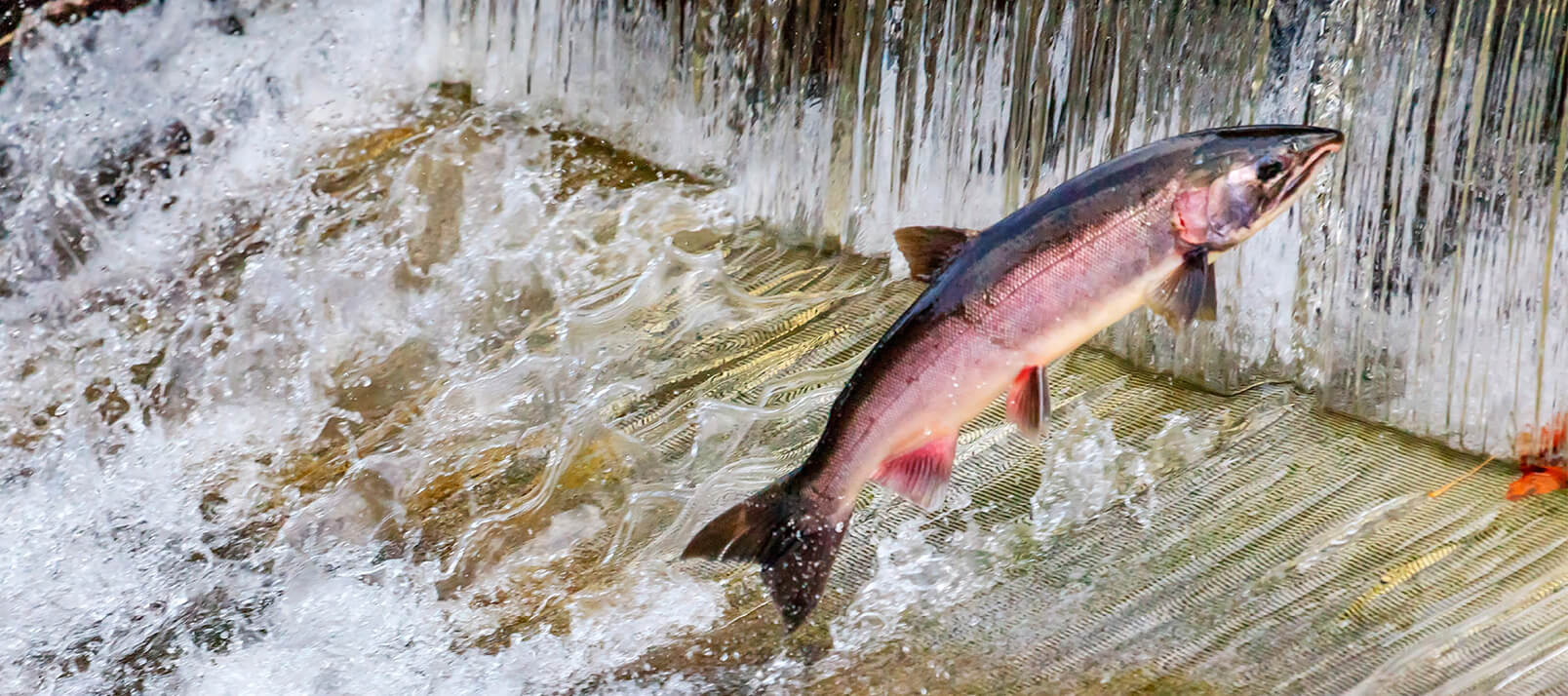 Outdoor Adventures in Issaquah - Salmon