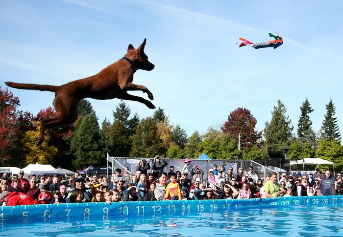 Dock Dogs at Salmon Days