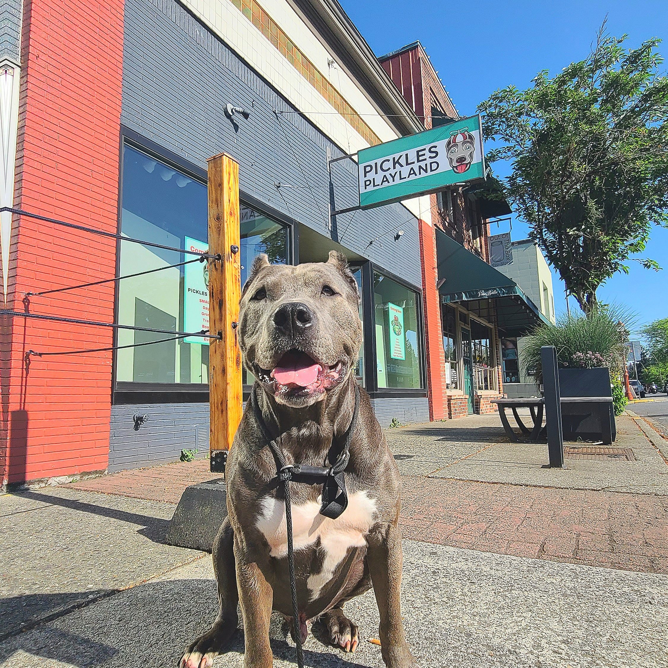 Dog sitting in front of Pickles Playland Daycare for Dogs