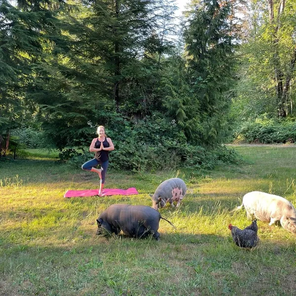 Pig Yoga